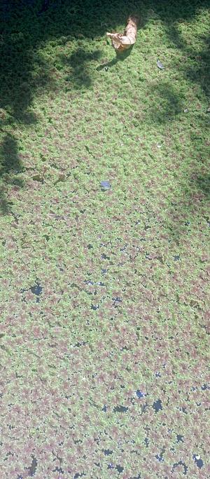 Azolla