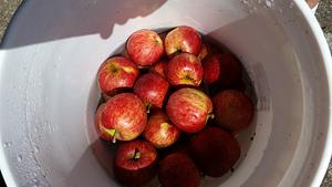 Tsugaru Apple