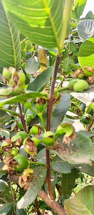 Guava