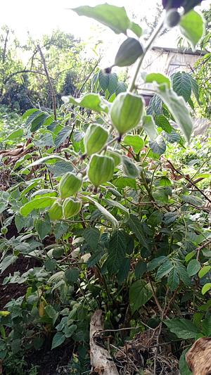 Cap Berry