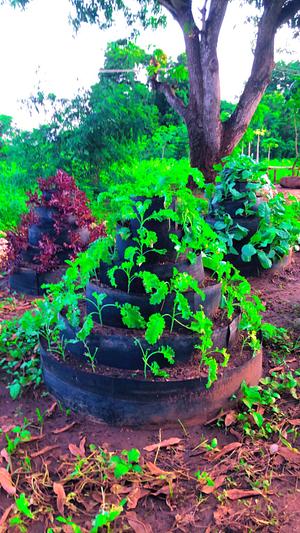Urban Kitchen Garden