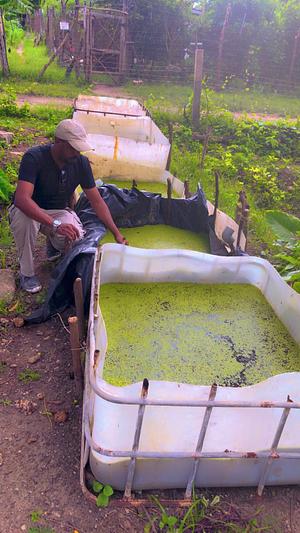 Azzolla ( Duckweed ) farming