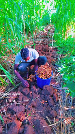 Fresh Organic Turmeric Roots Harvesting