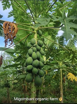Syntropic Agroforestry Farming