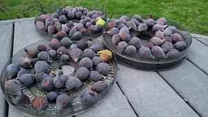 Figs Ready For Dehydration