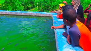 Tilapia Fish Farming