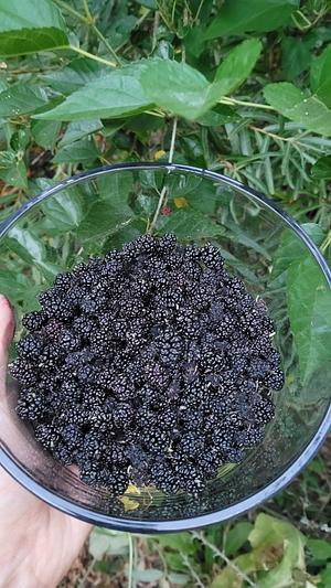Mulberries