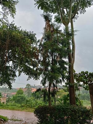 Lower Kauga, Mukono - Esta's Farm Family