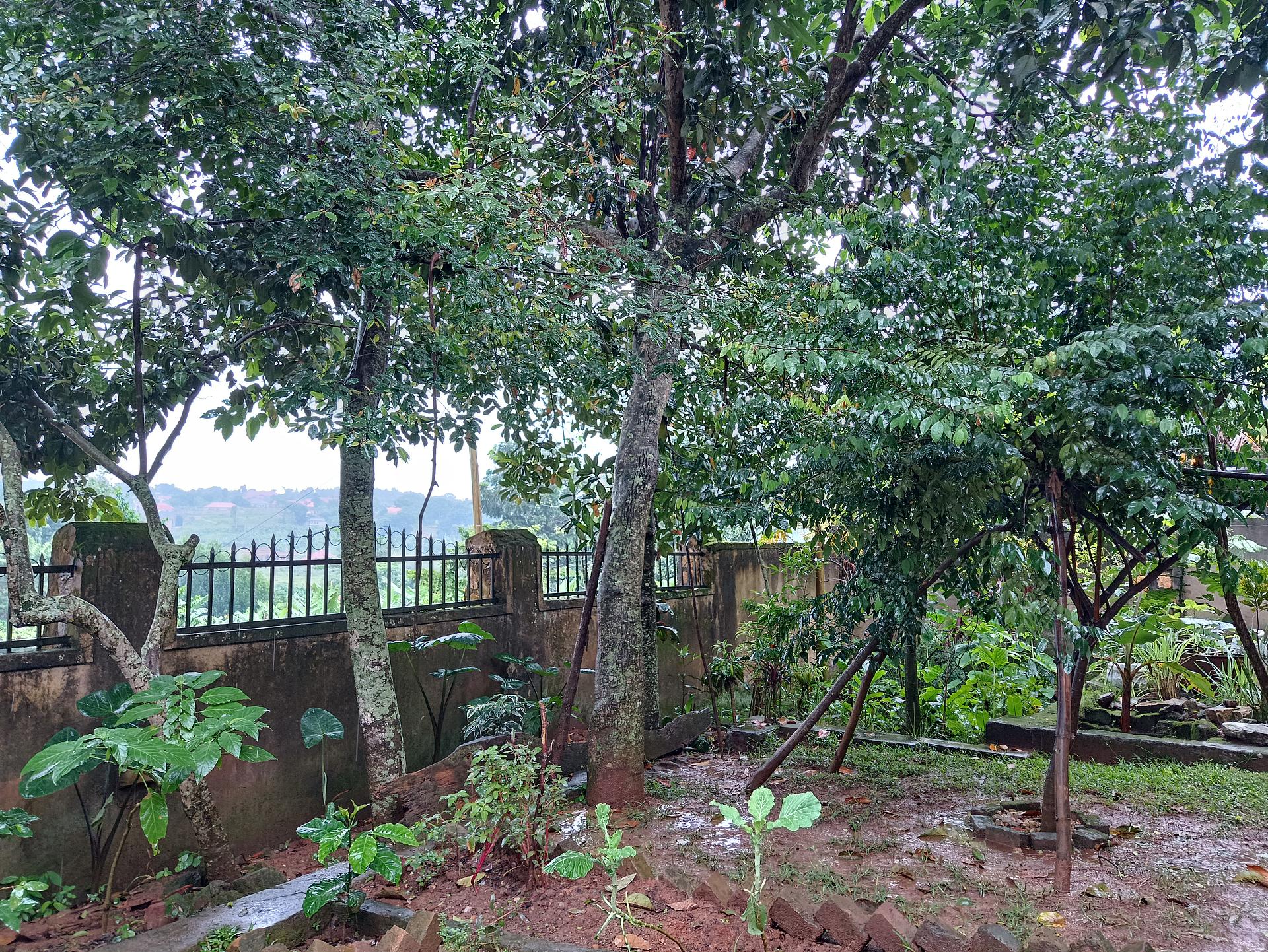 ESTA'S AGROFOREST