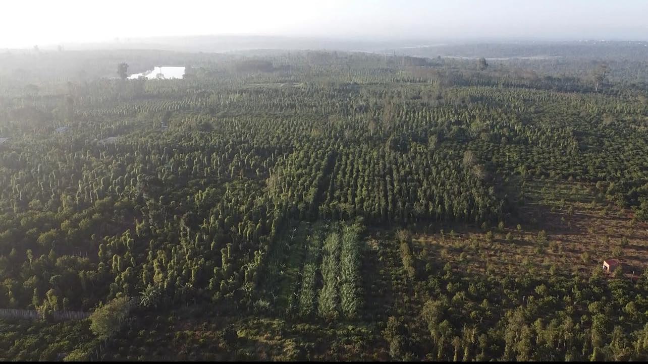 agroforestry and organic farming