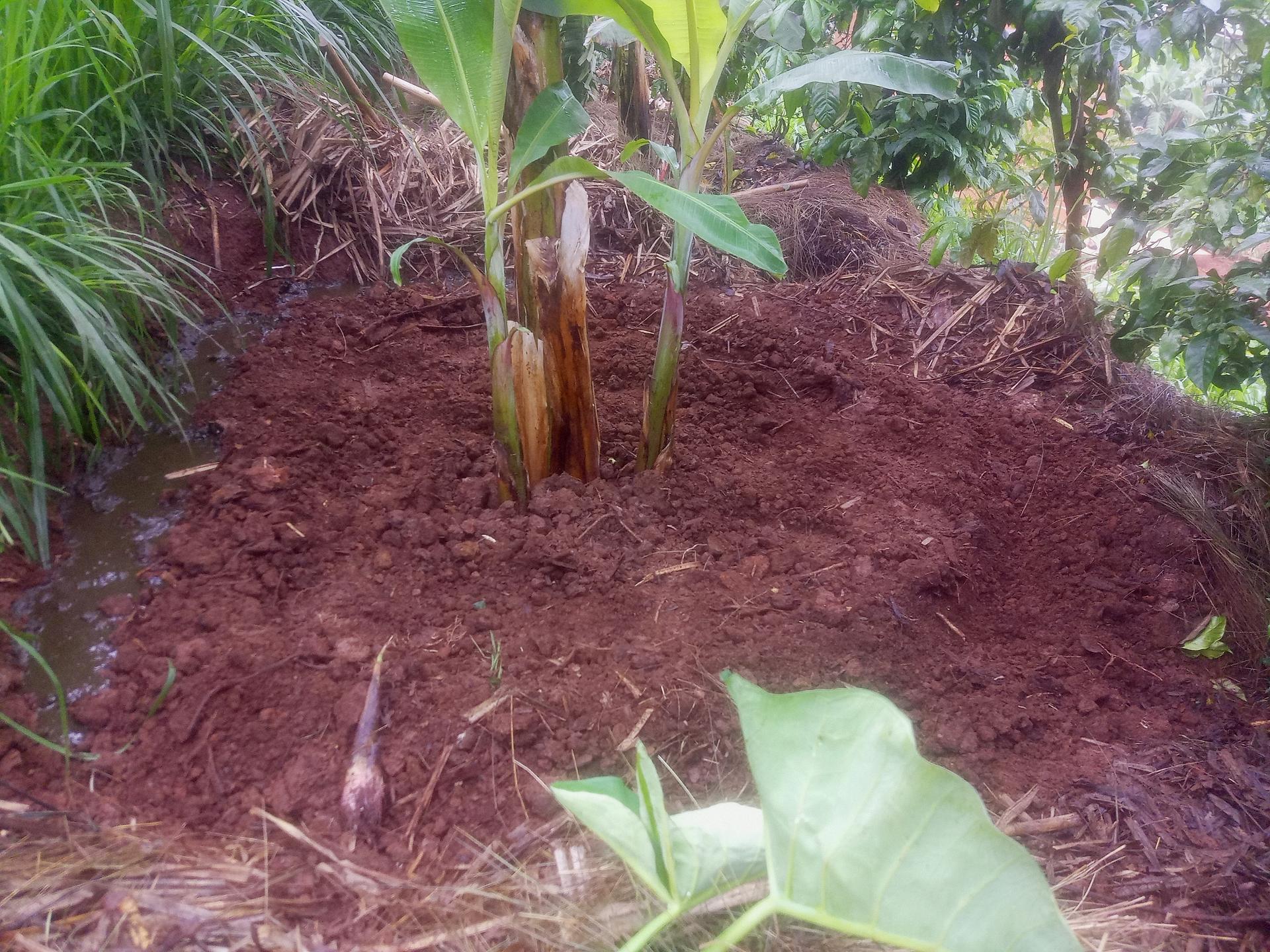 My agroforestry