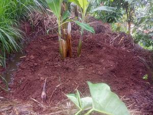 My agroforestry