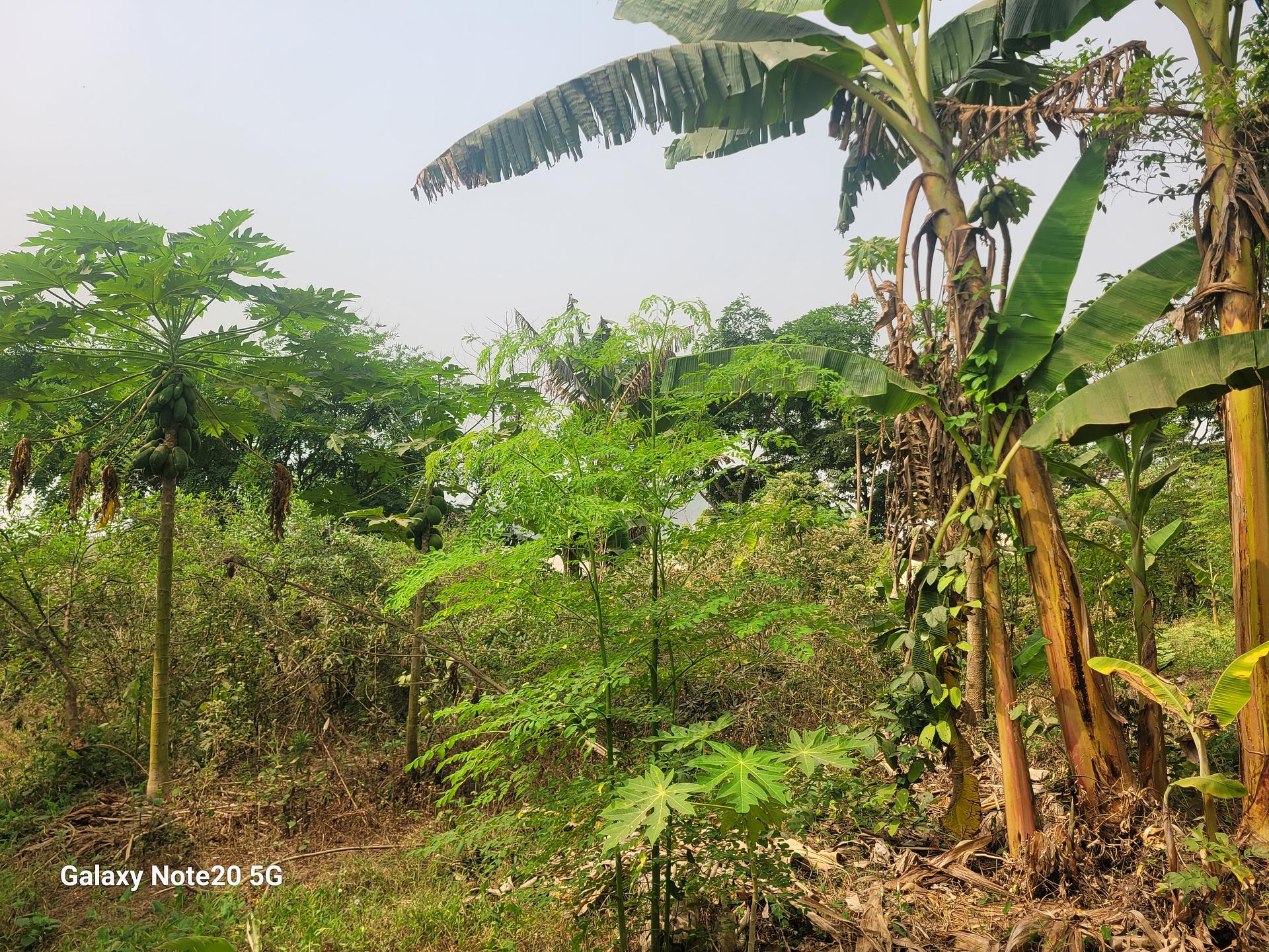 Crop diversification (polyculture)