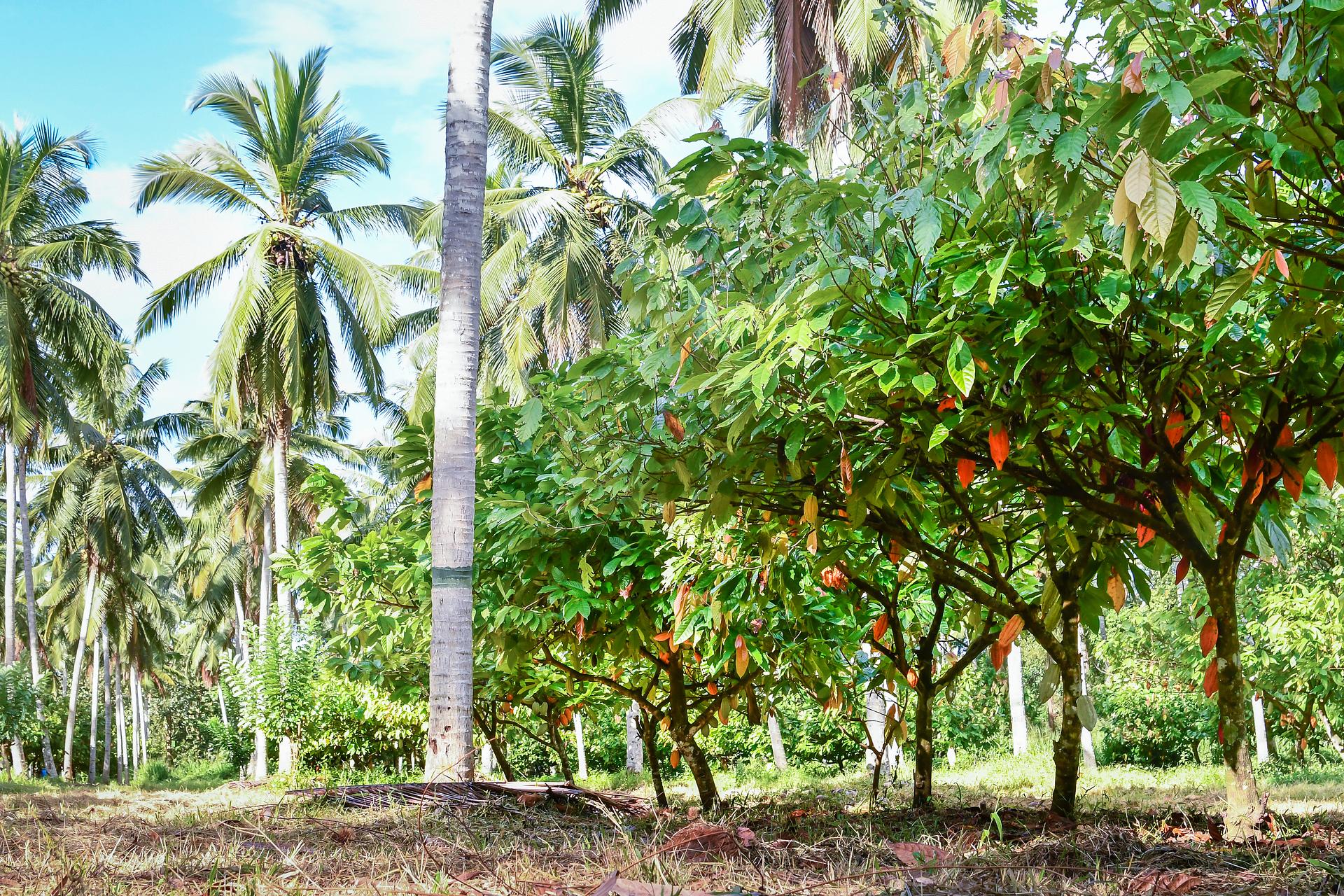 Makadura Research Center, Coconut Research Institute