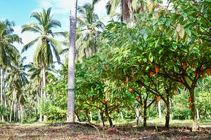 Makadura Research Center, Coconut Research Institute