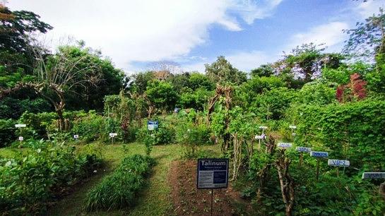 IIRR Crop Museum