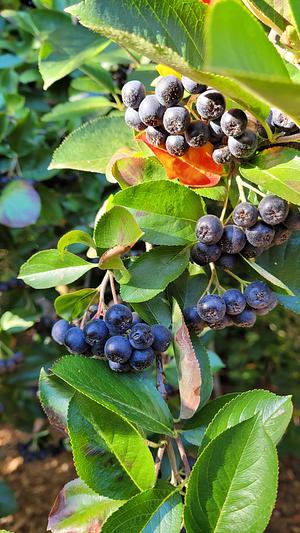 Black Aronia Berries. Very High In Antioxidants.
