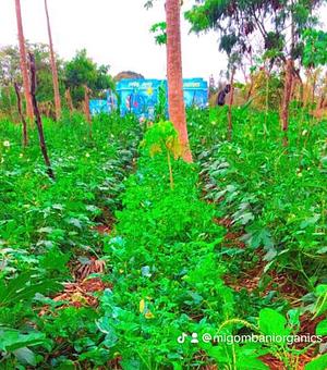 Migombani Organic Farm