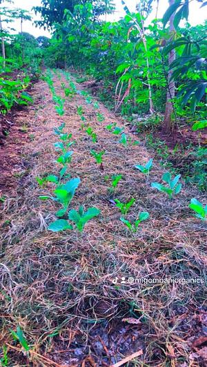 Migombani Organic Farm