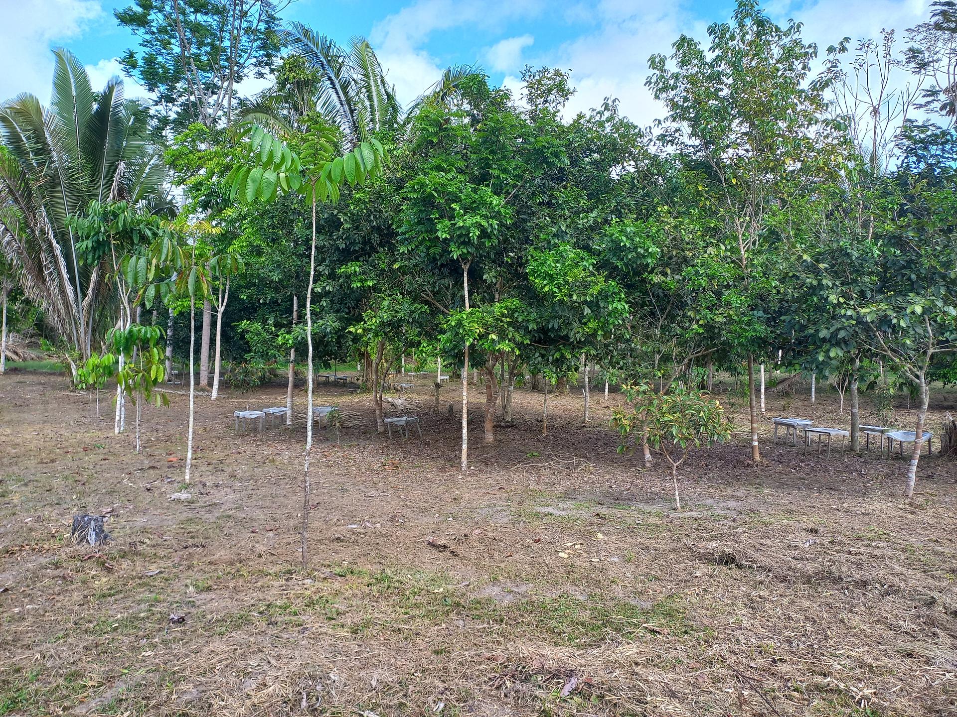 Agroforestry system with low-impact management