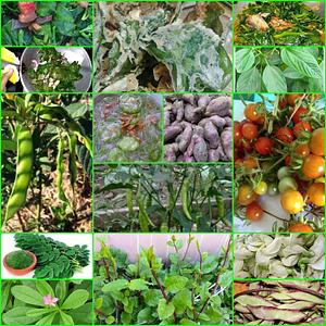 organic farming.