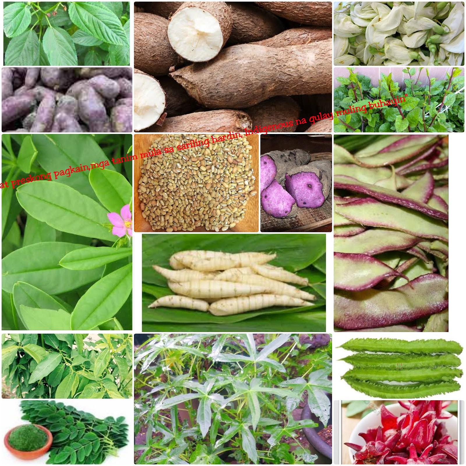 Indigenous Vegetable Garden