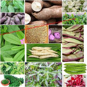 Indigenous Vegetable Garden