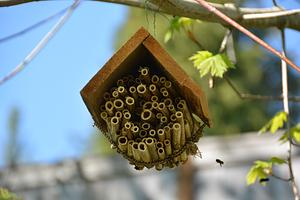 Nesting Stems For Osmia Lignaria