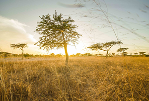 REMETTRE DES ARBRES DANS LES CHAMPS