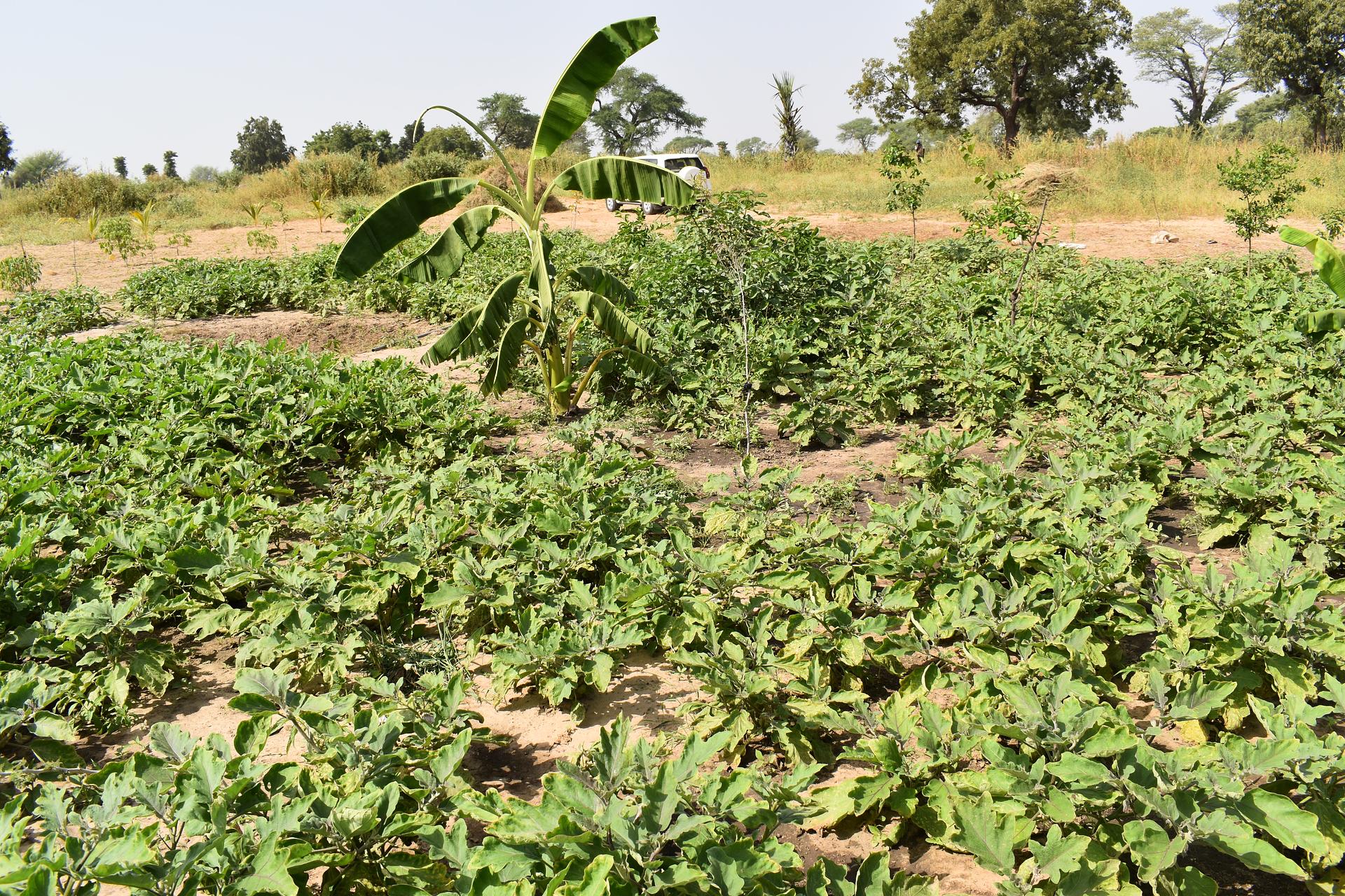 FAO Senegal RIPOSTES