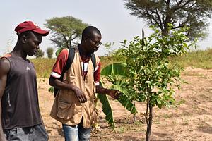 Agroecology farm in Fatick, Senegal