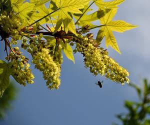 Osmia Lignaria Approaching Acer Macrophyllum.
