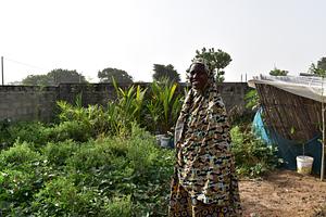 FAO Senegal RIPOSTES