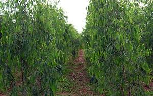Agrofrestry with eucalyptus trees