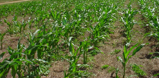 Regenerative Agriculture (Cover cropping, No till and organic soil amendments)