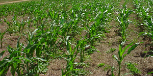 Regenerative Agriculture (Cover cropping, No till and organic soil amendments)