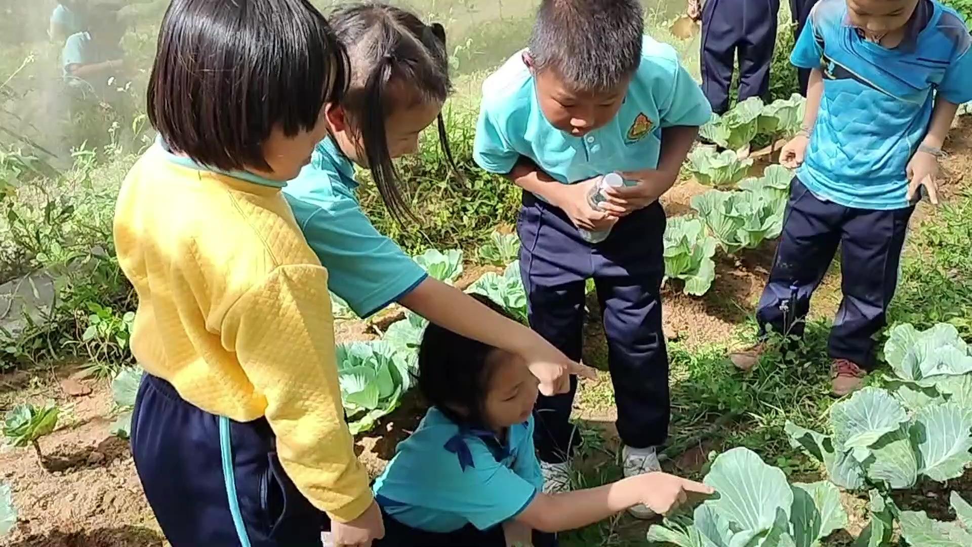 IPM school practice for grade 1-2