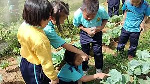 IPM school practice for grade 1-2
