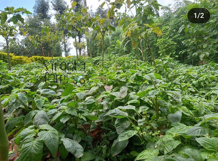 Food Forest, Permaculture Experiment