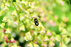 Osmia Lignaria And Native Fringecup Flower