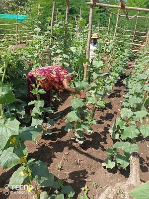 Whole Organic System