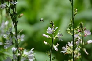 Native Bee And Native Flower