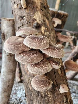 shiitake growing in logs
