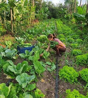 Harvesting food from agroforestry