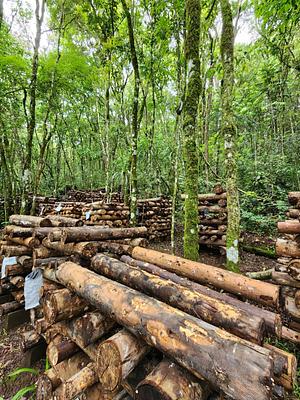 Shiitake production at the forestry