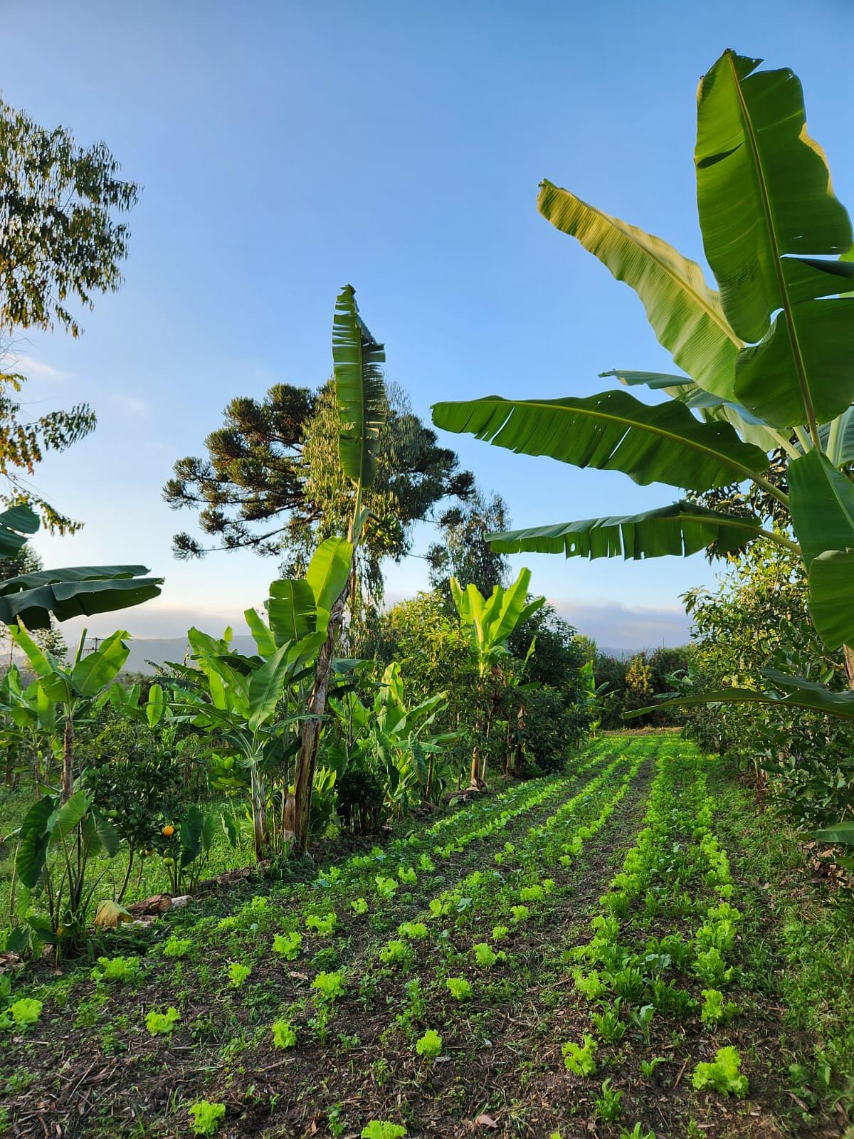 Producing Food in Agroforestry Systems focus on Mushrooms