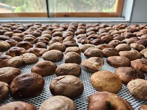 Organic Agroindustry - processing shiitake (drying)