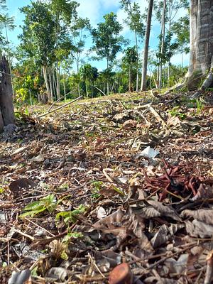 Cemi - Centro de Estudos em Manejo e Sistemas Florestais Integrados