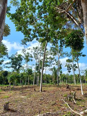 Cemi - Centro de Estudos em Manejo e Sistemas Florestais Integrados