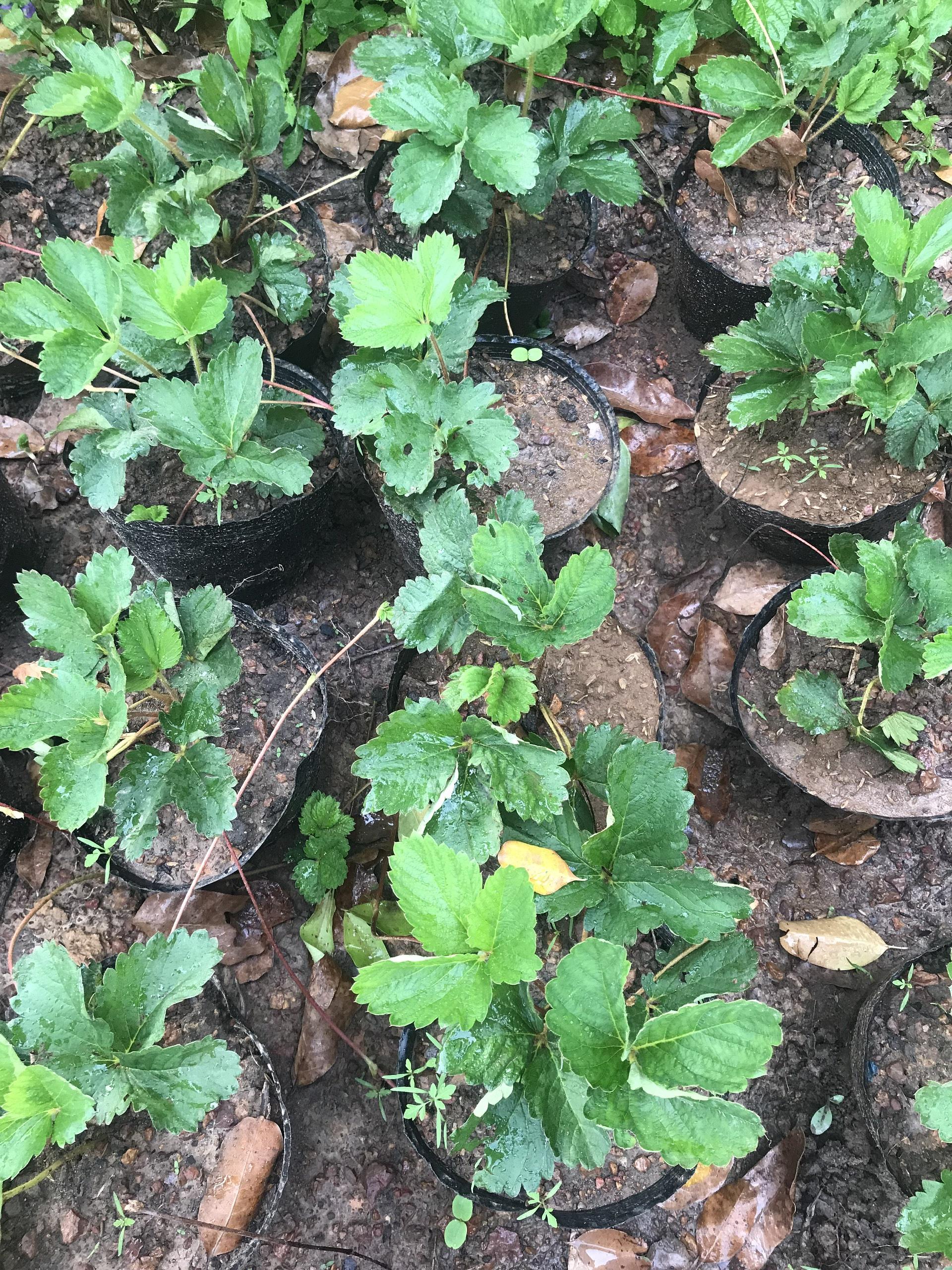 food forest and tree planting
